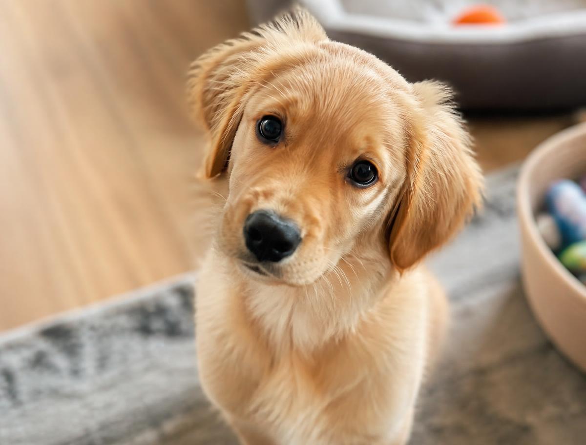 Charlie, a 4 months dog looking for a foster home